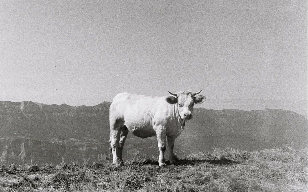 Expédition argentique dans Les Alpes