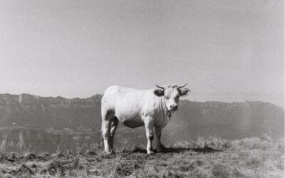 Expédition argentique dans Les Alpes